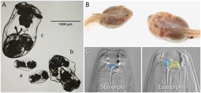 Linking Molecular Mechanisms and Evolutionary Consequences of Resource Polyphenism